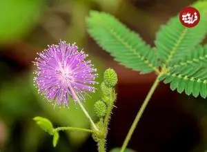 معرفی گیاه حساس «قهر و آشتی»