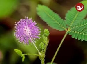 معرفی گیاه حساس «قهر و آشتی»