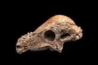 دایناسور ۲ میلیون دلاری در موزه