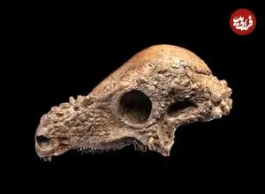 دایناسور ۲ میلیون دلاری در موزه