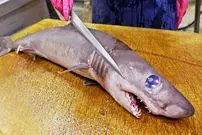 ببینید| غذای خیابانی در تایوان؛ برش ماهرانه کوسه  و سرخ کردن آن با کرفس در تایپه