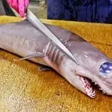 ببینید| غذای خیابانی در تایوان؛ برش ماهرانه کوسه  و سرخ کردن آن با کرفس در تایپه