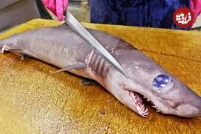 ببینید| غذای خیابانی در تایوان؛ برش ماهرانه کوسه  و سرخ کردن آن با کرفس در تایپه