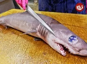 ببینید| غذای خیابانی در تایوان؛ برش ماهرانه کوسه  و سرخ کردن آن با کرفس در تایپه