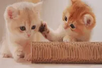 (ویدئو) صحنه‌ای غم انگیز از محافظت یک بچه گربه رها شده از برادر مُرده‌اش!