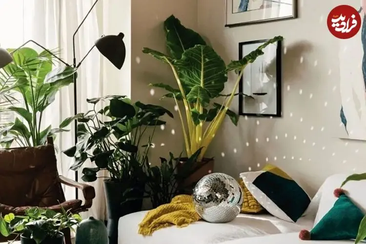 تاثیر «موسیقی» بر گیاهان و رشد آنها