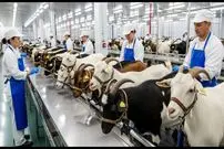 ببینید| فرآیند دیدنی پرورش و فرآوری گوشت و شیر «بُز» در آمریکای جنوبی