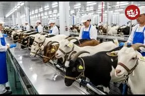 ببینید| فرآیند دیدنی پرورش و فرآوری گوشت و شیر «بُز» در آمریکای جنوبی