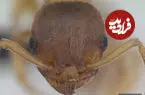 زندگی سلطنتی و ۱۰ برابر عمر بیشتر؛ معامله جذاب و پرهزینه نوعی انگل با مورچه‌ها