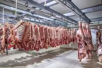 (ویدئو) پرورش گاو به شیوه مدرن؛ فرآیند برش و بسته بندی گوشت گاو با ابزارهای پیشرفته