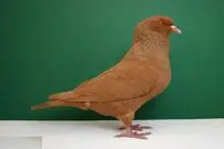 (تصاویر) کبوتر کارنو؛ کبوتر عظیم الجثه فرانسوی که دومین کبوتر بزرگ دنیاست