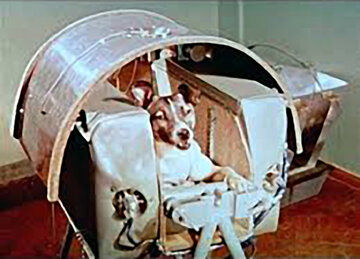 (عکس) مرگ تلخ سگ روسی که به فضا فرستاده شد!