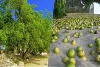 (عکس) مرگبارترین درخت جهان؛ به میوه و برگ این درخت دست نزنید! 