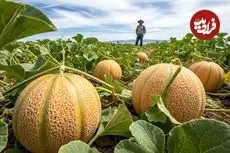 ببینید| مراحل کاشت، برداشت و فرآوری هزاران تن طالبی در مزارع و کارخانه های آمریکا