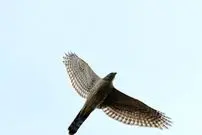 عکس| طرلان؛ کم‌یاب‌ترین پرنده‌شکاری دنیا که در ایران زندگی می‌کند و ماده دوبرابر جنس نَر است