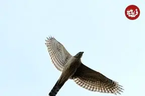 عکس| طرلان؛ کم‌یاب‌ترین پرنده‌شکاری دنیا که در ایران زندگی می‌کند و ماده دوبرابر جنس نَر است