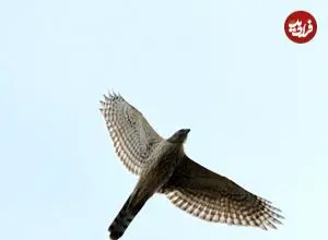 عکس| طرلان؛ کم‌یاب‌ترین پرنده‌شکاری دنیا که در ایران زندگی می‌کند و ماده دوبرابر جنس نَر است