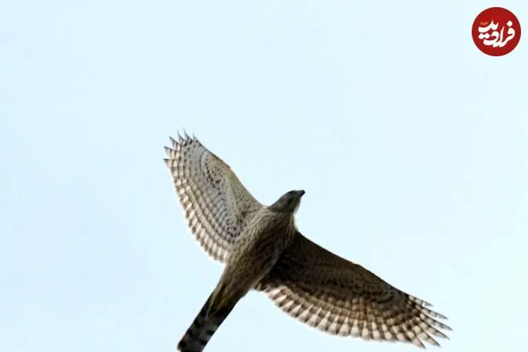 عکس| طرلان؛ کم‌یاب‌ترین پرنده‌شکاری دنیا که در ایران زندگی می‌کند و ماده دوبرابر جنس نَر است