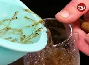 ببینید| غذای خیابانی در ژاپن؛ پخت یک غذای خاص با ماهی گوبی یخی در اوکیناوا