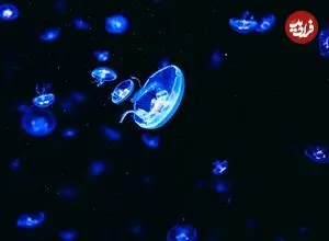 شباهت جالب روتین خواب عروس دریایی‌ با انسان