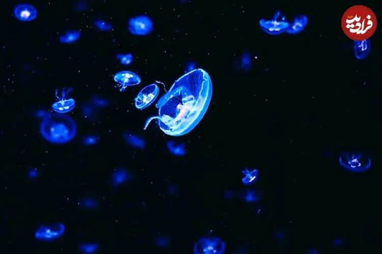 شباهت جالب روتین خواب عروس دریایی‌ با انسان