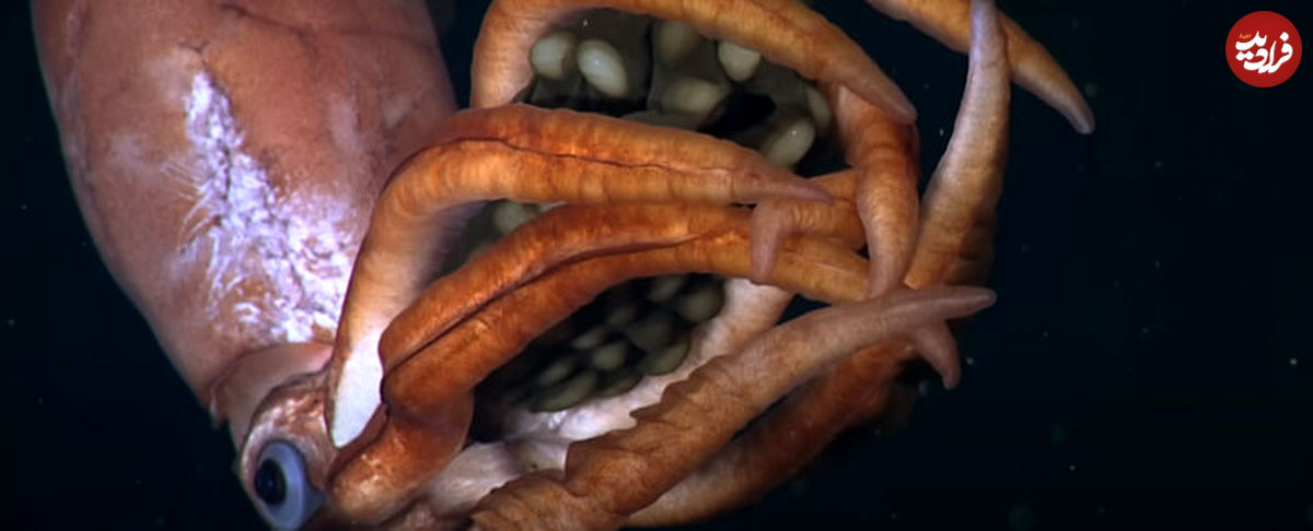 ماهی‌مرکب غول‌پیکر با تخم‌هایی در دست در دام دوربین‌ها افتاد
