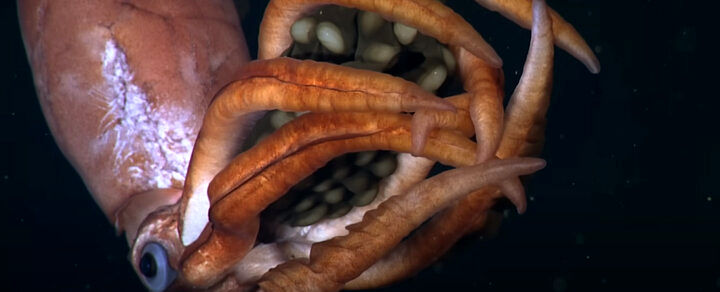 ماهی‌مرکب غول‌پیکر با تخم‌هایی در دست در دام دوربین‌ها افتاد