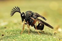 ببینید| 10 گونه از زیباترین و رنگارنگ ترین زنبورهای سراسر جهان