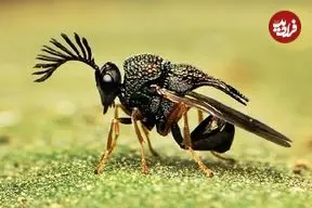 ببینید| 10 گونه از زیباترین و رنگارنگ ترین زنبورهای سراسر جهان