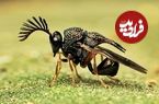 ببینید| 10 گونه از زیباترین و رنگارنگ ترین زنبورهای سراسر جهان