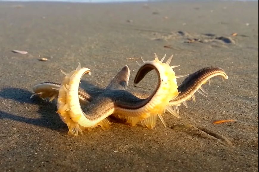 (ویدئو) راه رفتن عجیب و جالب ستاره دریایی در خارج از آب