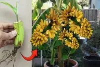 (ویدئو) به این روش ساده با یک موز کوچک در منزل درختچه موز پرورش دهید!