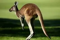 ببینید| حمله یک کانگورو به یک چترباز؛ اینجا قلمروی من است!