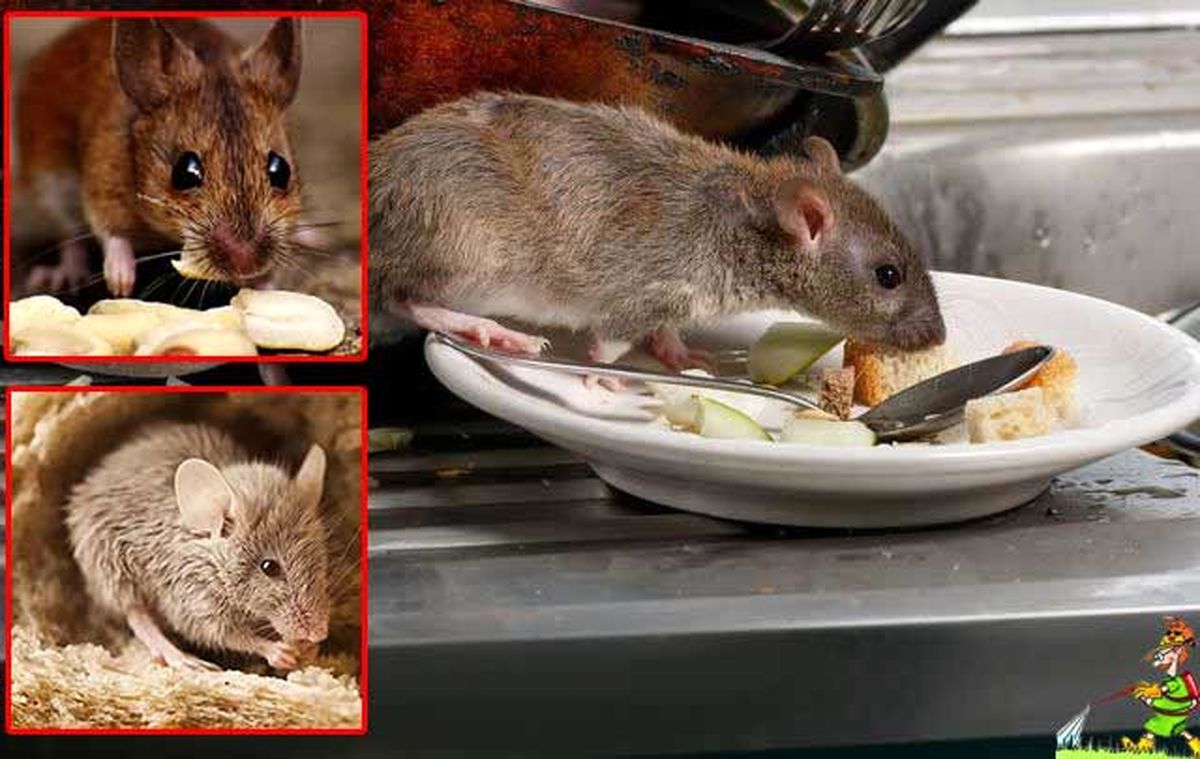 جولان چندش‌آور موش‌ها در یک ساندویچی در مسکو!