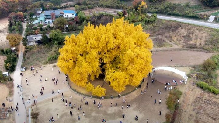 (عکس) این درخت شگفت‌انگیز ۸۶۰ سال قدمت دارد