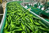 ببینید| چگونه هندی ها هزاران تن فلفل سبز را برداشت و فرآوری می کنند؟
