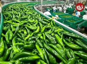 ببینید| چگونه هندی ها هزاران تن فلفل سبز را برداشت و فرآوری می کنند؟