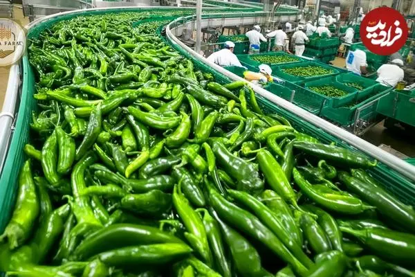 ببینید| چگونه هندی ها هزاران تن فلفل سبز را برداشت و فرآوری می کنند؟