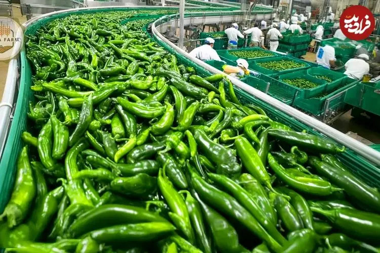 ببینید| چگونه هندی ها هزاران تن فلفل سبز را برداشت و فرآوری می کنند؟