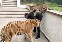 (ویدئو) این مرد با ببر و پلنگ زندگی می‌کند