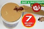 (ویدئو) فرآیند ساخت یک تله موش ساده با سطل رنگ!