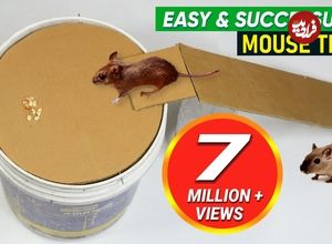 (ویدئو) فرآیند ساخت یک تله موش ساده با سطل رنگ!