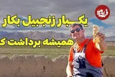 ببینید| روش ساده کاشت زنجبیل در خانه