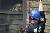 داستان واقعی یک «ببر» که 3 سال در «آپارتمان» زندگی کرد