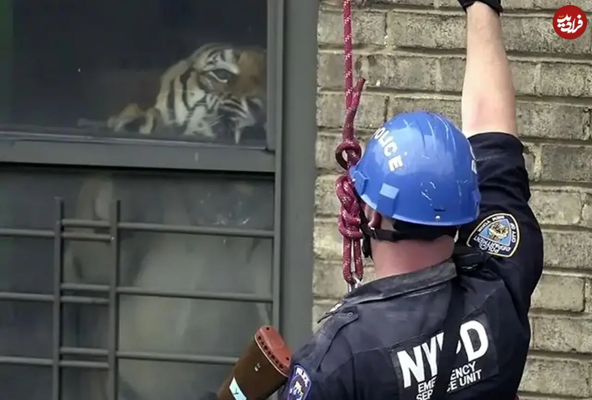 داستان واقعی یک «ببر» که 3 سال در «آپارتمان» زندگی کرد