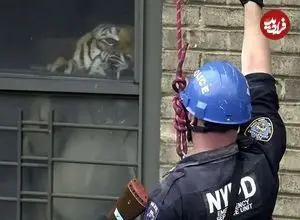 داستان واقعی یک «ببر» که 3 سال در «آپارتمان» زندگی کرد