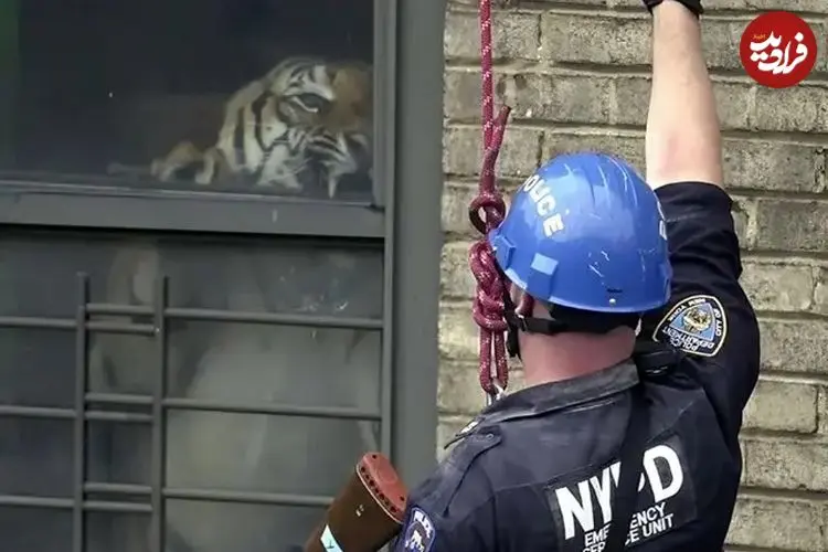 داستان واقعی یک «ببر» که 3 سال در «آپارتمان» زندگی کرد