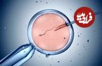 تصاویر؛ آیا در لقاح مصنوعی احتمال تولد نوزاد پسر و دختر برابر است؟