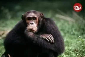 شامپانزه‌ها دوستانشان را بعد از ۲۵ سال به یاد می‌آورند