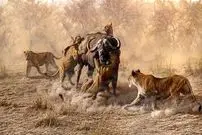 ببینید| تئاتر واقعی حیات وحش در آفریقا